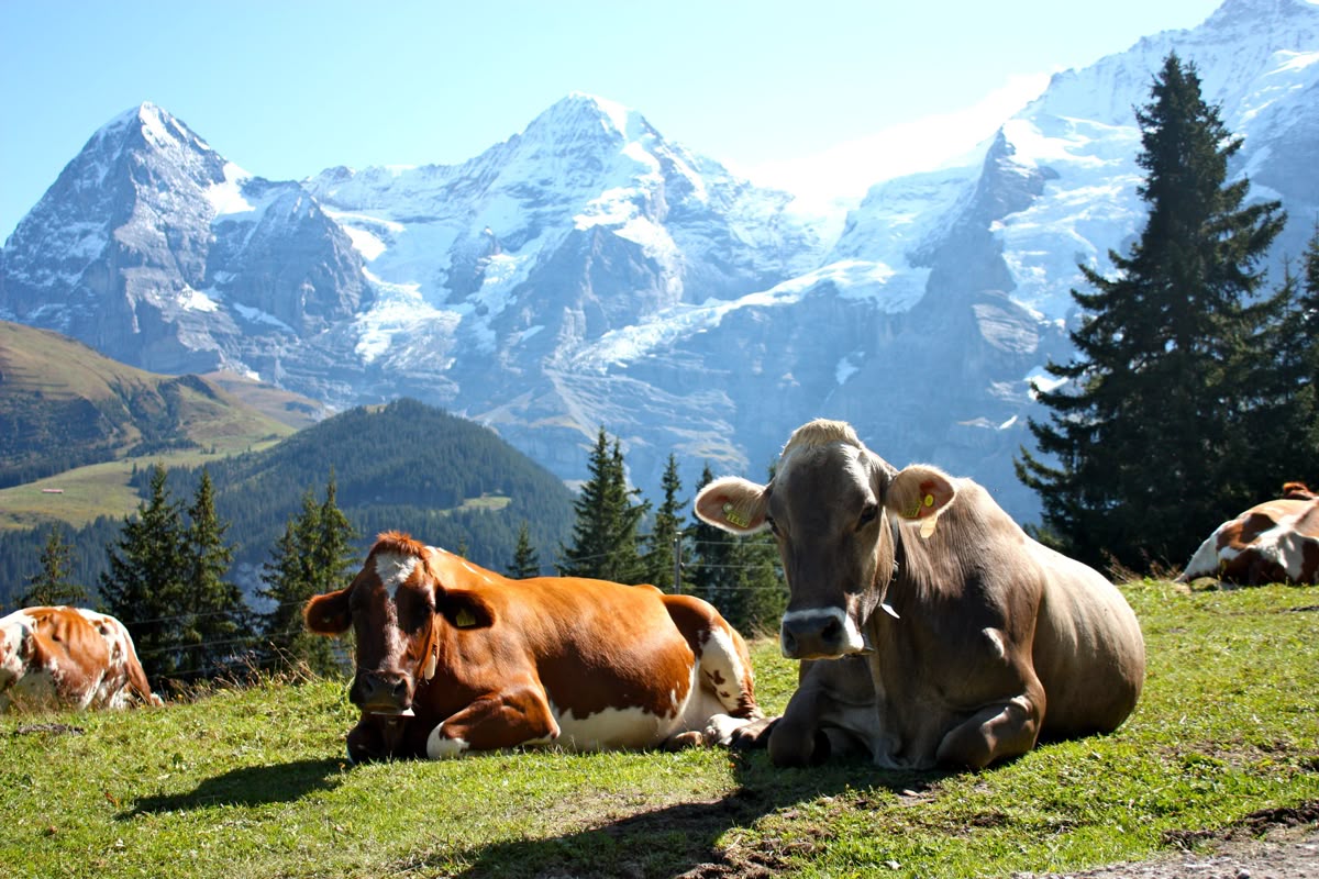 Cítricos de temporada: naranjas y mandarinas