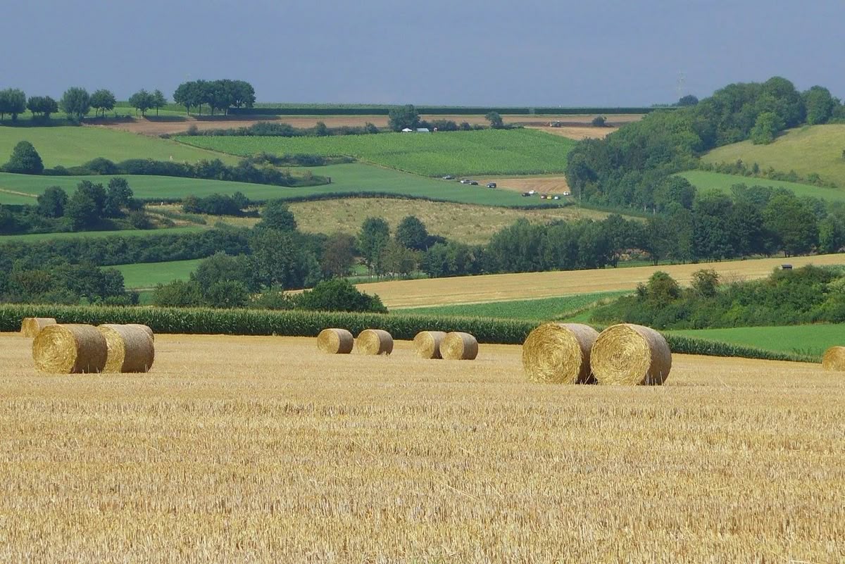 Raíces dulces listas para asar
